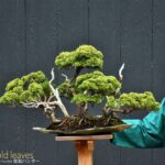 บอนไซ ID687: สน Shimpaku forest style (gold leaves รากเดี่ยว)