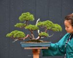 บอนไซ ID688: Shimpaku forest style(รากเดี่ยว)