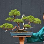 บอนไซ ID688: Shimpaku forest style(รากเดี่ยว)