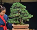 บอนไซ ID689: สน Japanese Black Pine