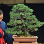 บอนไซ ID689: สน Japanese Black Pine