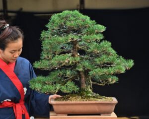 บอนไซ ID689: สน Japanese Black Pine