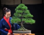 บอนไซ ID685: สน Japanese Black Pine
