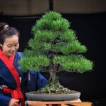 บอนไซ ID685: สน Japanese Black Pine