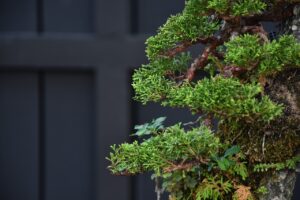 บอนไซ ID696: สน​ ​Ito Shimpaku(Rock climbing) - Image 5