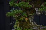 บอนไซ ID696: สน​ ​Ito Shimpaku(Rock climbing) - Image 3