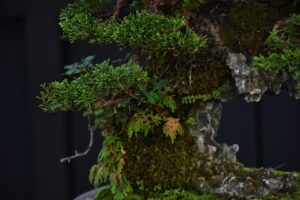 บอนไซ ID696: สน​ ​Ito Shimpaku(Rock climbing) - Image 3