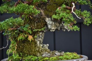 บอนไซ ID696: สน​ ​Ito Shimpaku(Rock climbing) - Image 2