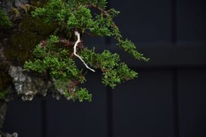 บอนไซ ID696: สน​ ​Ito Shimpaku(Rock climbing) - Image 4