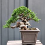 บอนไซ ID697: สน Ito-Shimpaku