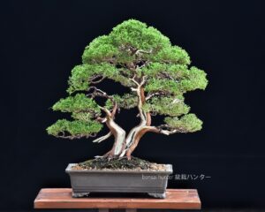 บอนไซ ID698: สน Shimpaku - Image 2