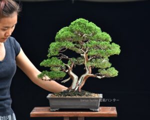 บอนไซ ID698: สน Shimpaku