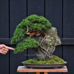 บอนไซ ID699: สน Shimpaku (Root over rock)