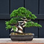 บอนไซ ID701: สน Shimpaku