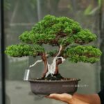 บอนไซ ID706: สน Shimpaku
