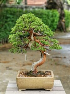 บอนไซ ID706: สน Shimpaku - Image 2