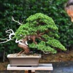 บอนไซ ID704: สน Itoigawa Shimpaku