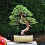 บอนไซ ID706: สน Shimpaku - Image 3