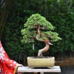 บอนไซ ID705: สน Ito Shimpaku