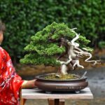 บอนไซ ID703: สน Itoigawa Shimpaku