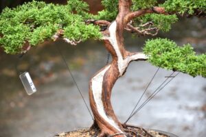 บอนไซ ID711: สน Shimpaku - Image 2