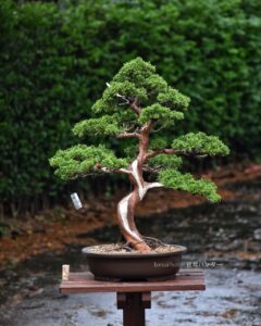 บอนไซ ID711: สน Shimpaku