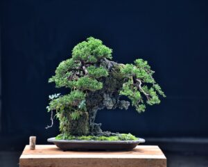บอนไซ ID696: สน​ ​Ito Shimpaku(Rock climbing)