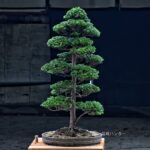 บอนไซ ID709: สน Tsuyama Hinoki