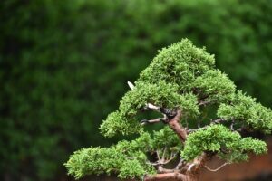 บอนไซ ID711: สน Shimpaku - Image 3