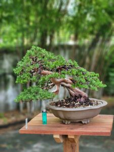 บอนไซ ID730: Itoigawa Shimpaku - Image 5