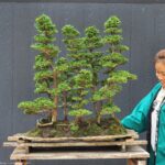 บอนไซ ID729: Tsuyama Hinoki