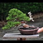 บอนไซ ID725: Itoigawa Shimpaku