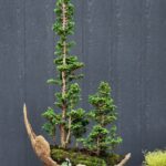 บอนไซ ID737: Sekka Hinoki - forest style (7 tree)