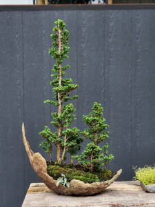 บอนไซ ID737: Sekka Hinoki - forest style (7 tree)
