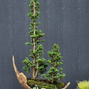 บอนไซ ID737: Sekka Hinoki - forest style (7 tree)