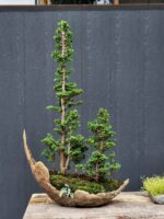 บอนไซ ID737: Sekka Hinoki - forest style (7 tree)
