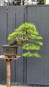 บอนไซ ID745: สน Japanese Black Pine- Cascade style - Image 2