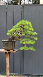 บอนไซ ID745: สน Japanese Black Pine- Cascade style - Image 2