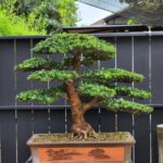 บอนไซ ID777: Podocapus