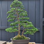 บอนไซ ID767: Tsuyama Hinoki - Twin trunk style