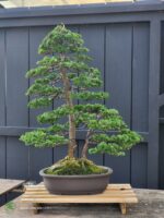 บอนไซ ID767: Tsuyama Hinoki - Twin trunk style