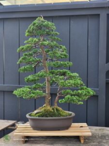 บอนไซ ID767: Tsuyama Hinoki - Twin trunk style