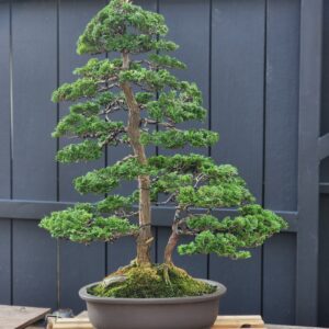 บอนไซ ID767: Tsuyama Hinoki - Twin trunk style