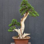 บอนไซ ID776: Itoigawa Shimpaku