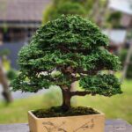 บอนไซ ID775: Tsuyama Hinoki - formal upright style