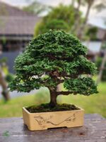 บอนไซ ID779: Tsuyama Hinoki forsst style - Image 2