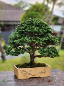 บอนไซ ID775: Tsuyama Hinoki - formal upright style