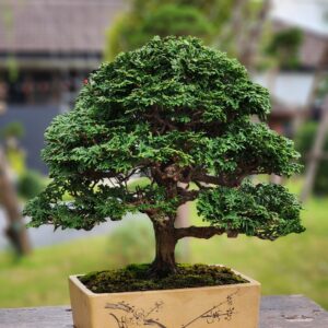 บอนไซ ID775: Tsuyama Hinoki - formal upright style