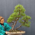 บอนไซ ID762: สน Japanese Black Pine - Forest Style