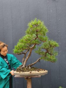 บอนไซ ID762: สน Japanese Black Pine - Forest Style
